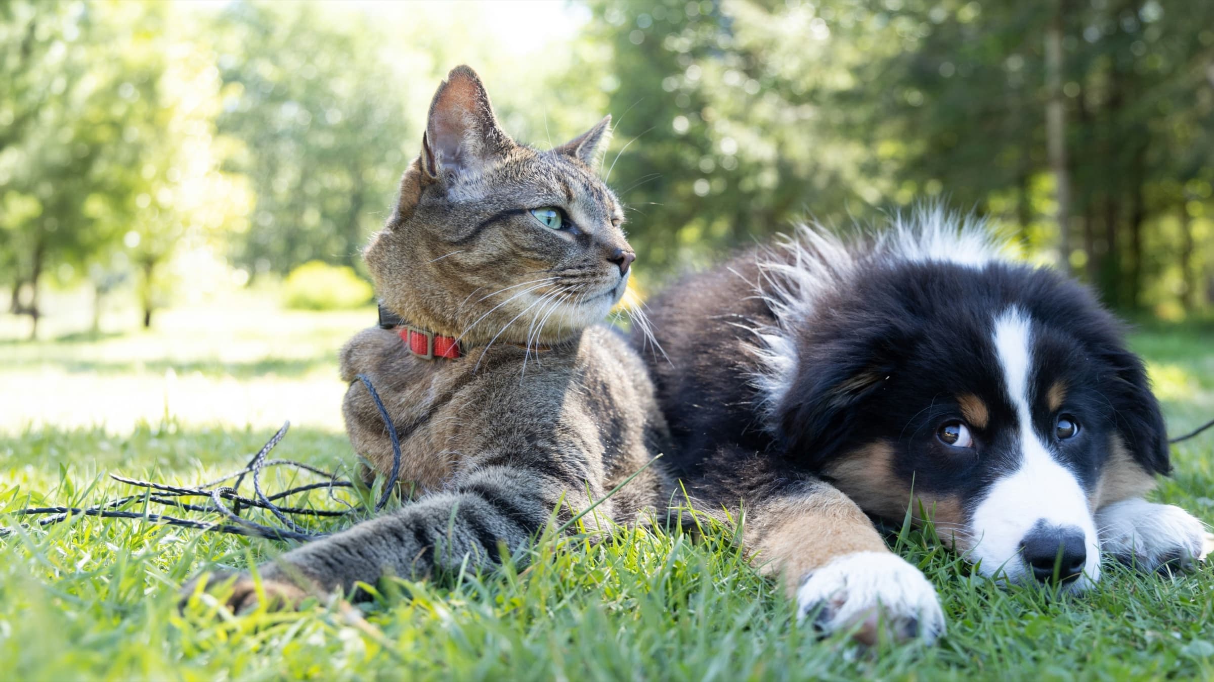 Happy cat and dog lying together in the grass