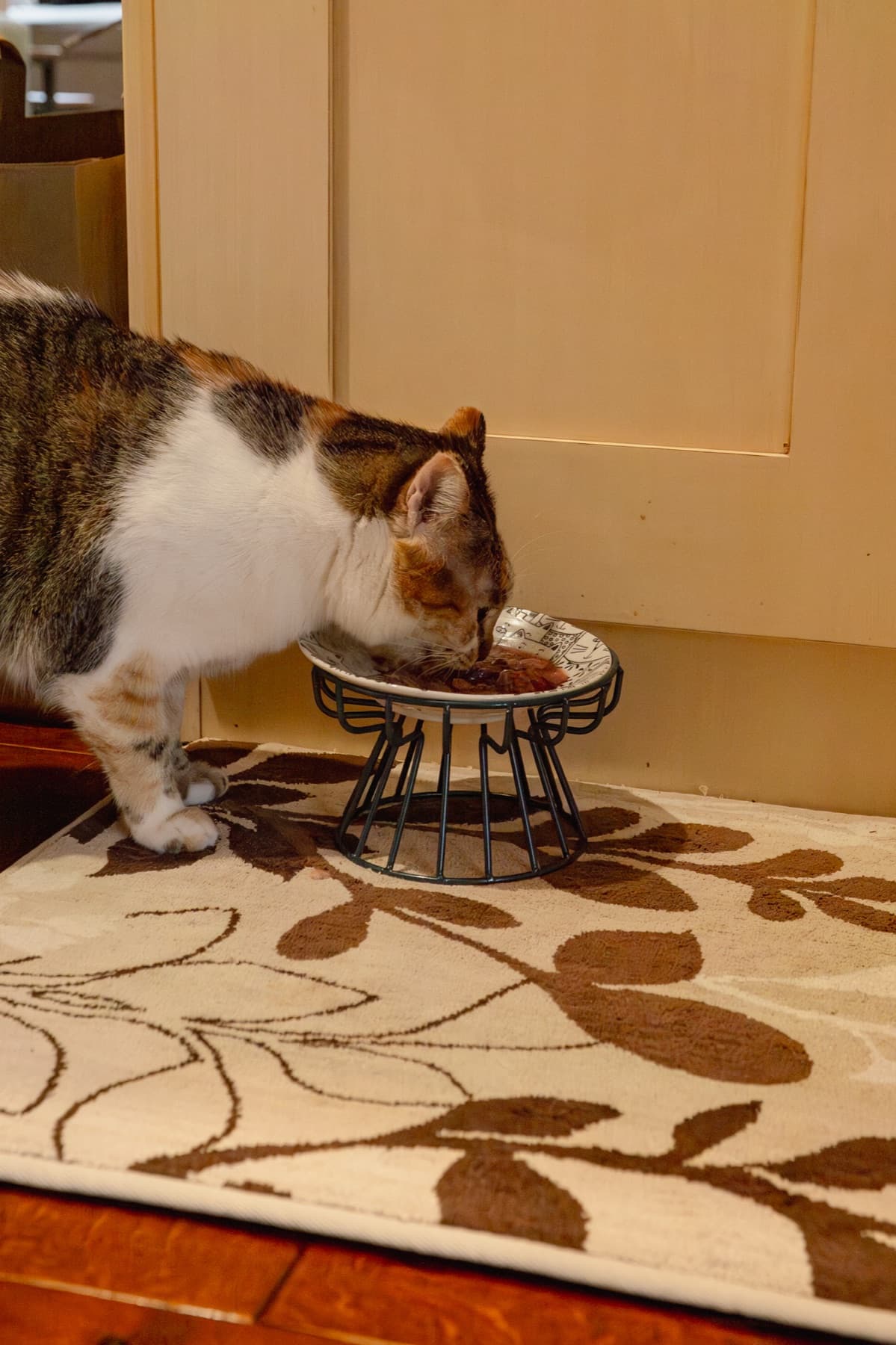 White cat eating Natural Pet Pantry raw cat food while a second cat looks on