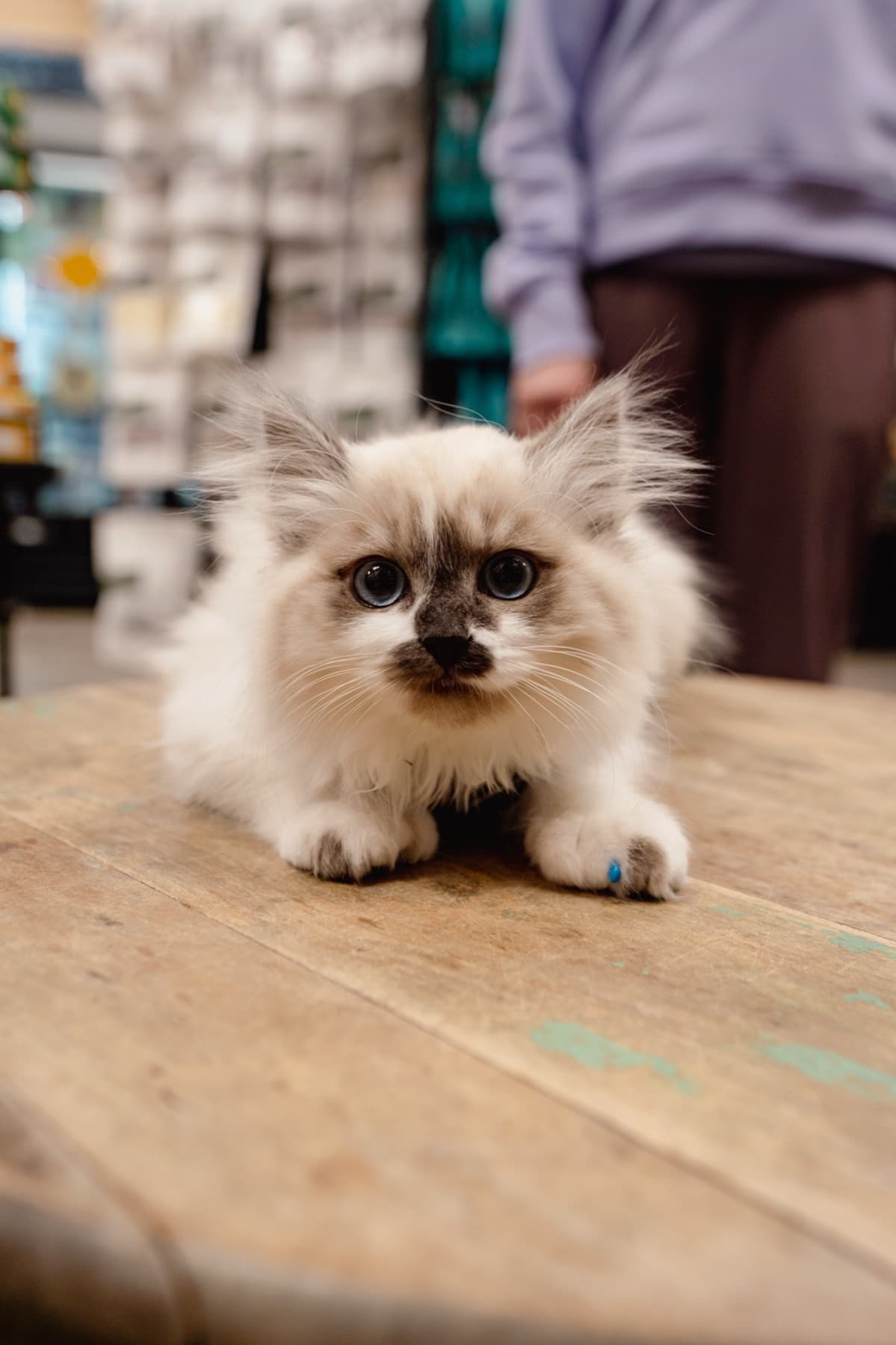 Fluffy kitten crouched on a table at Natural Pet Pantry