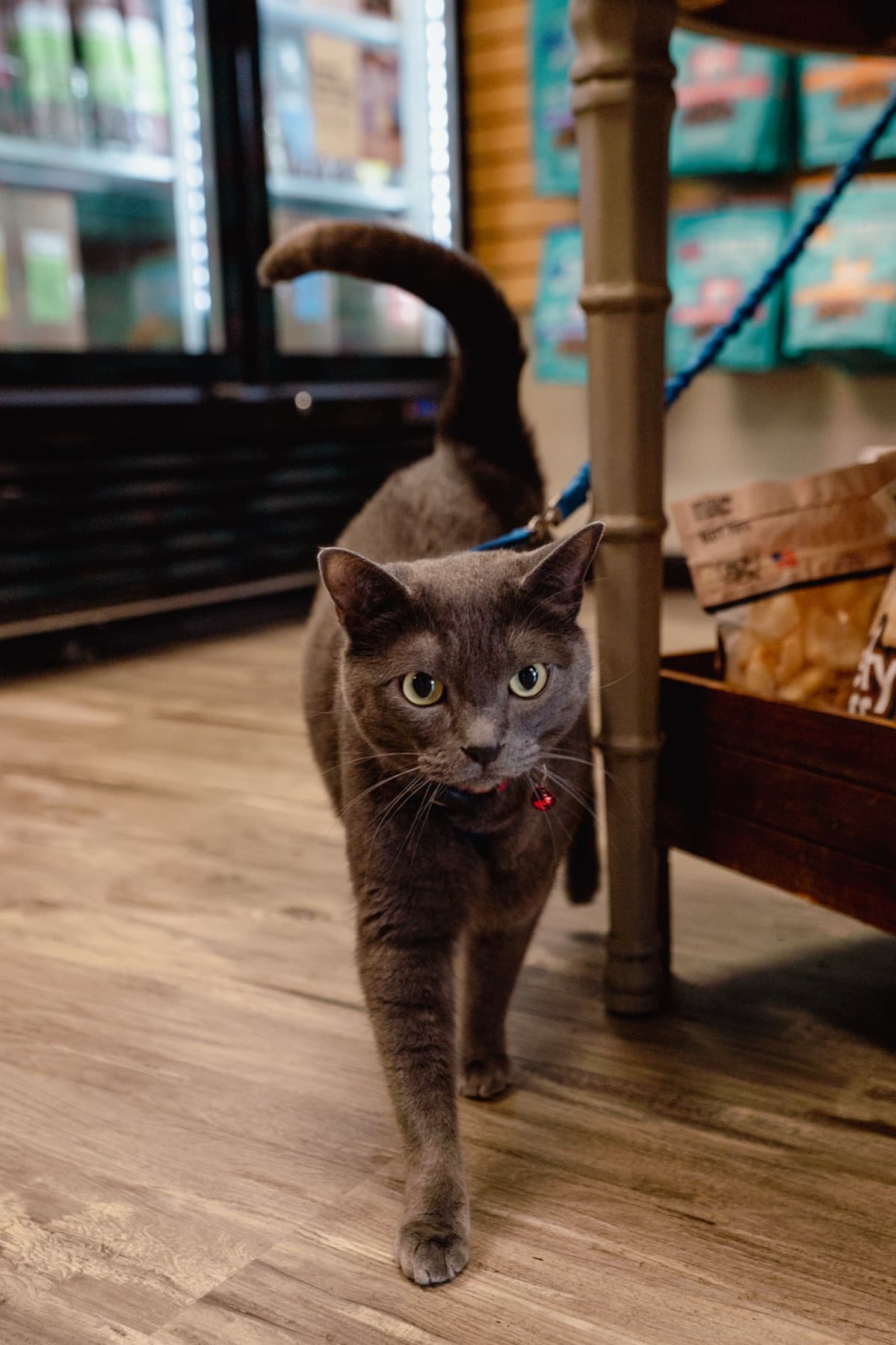 Gray cat walking through the Natural Pet Pantry Kirkland store