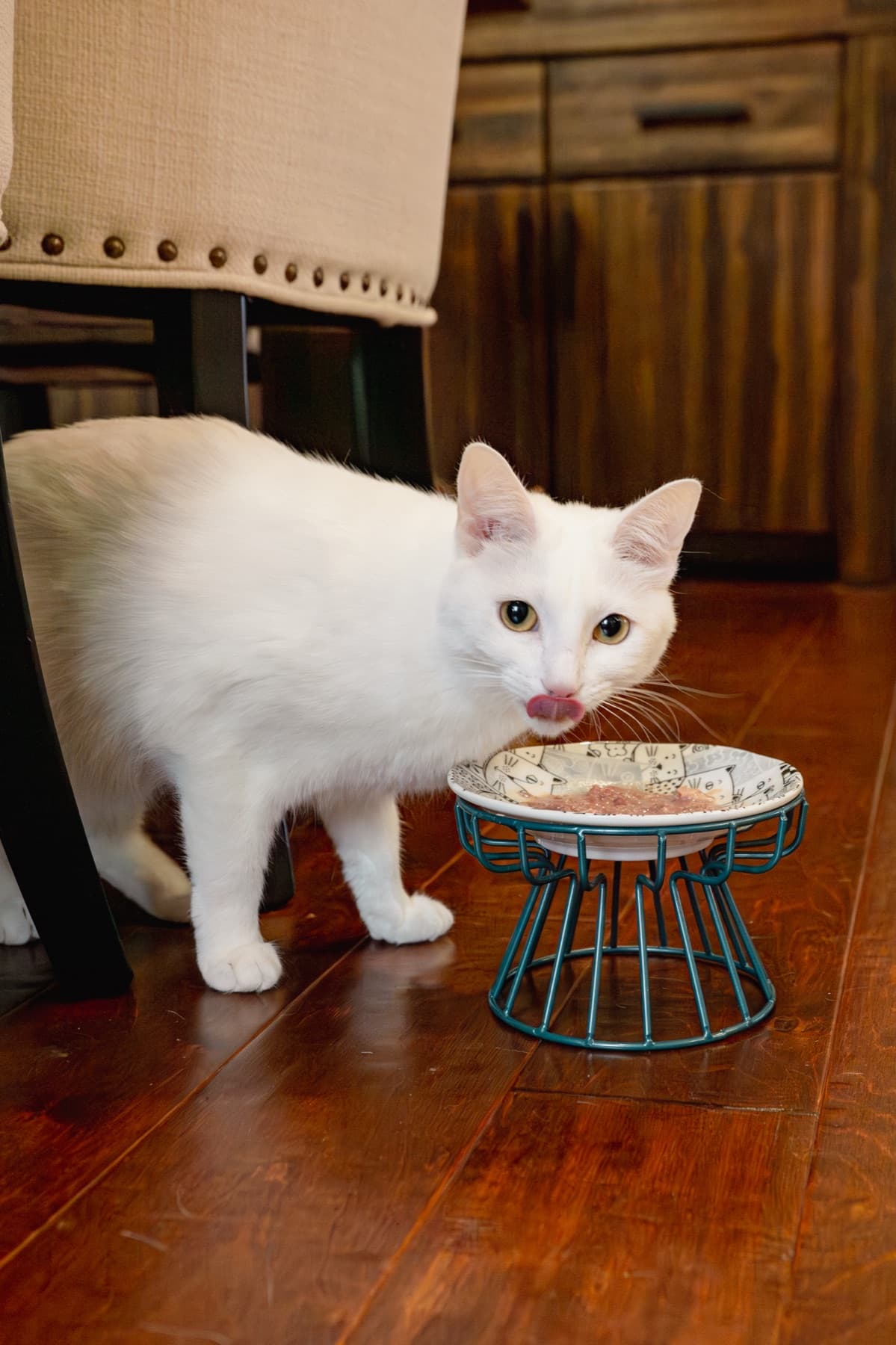 White cat pausing over a dish of Natural Pet Pantry raw beef cat food