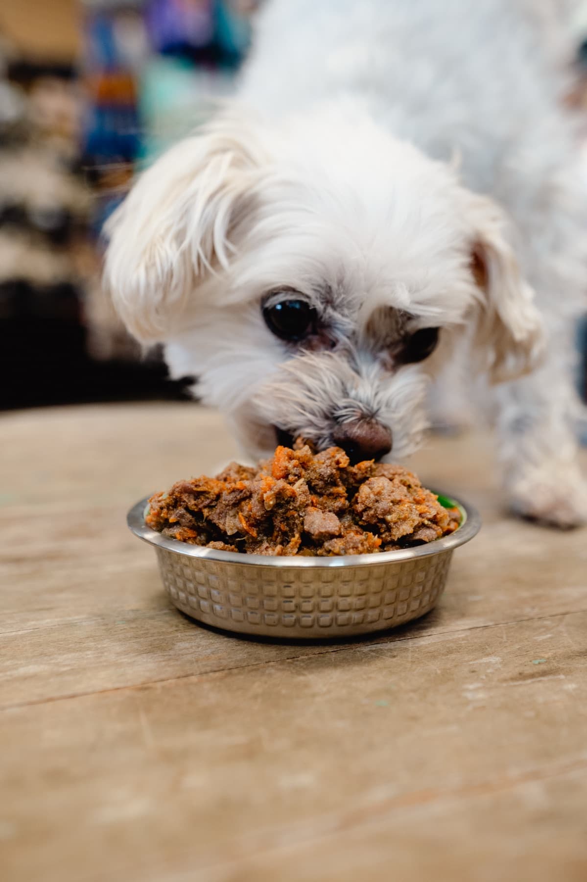 Small white dog eating Natural Pet Pantry gently cooked stew from a bowl