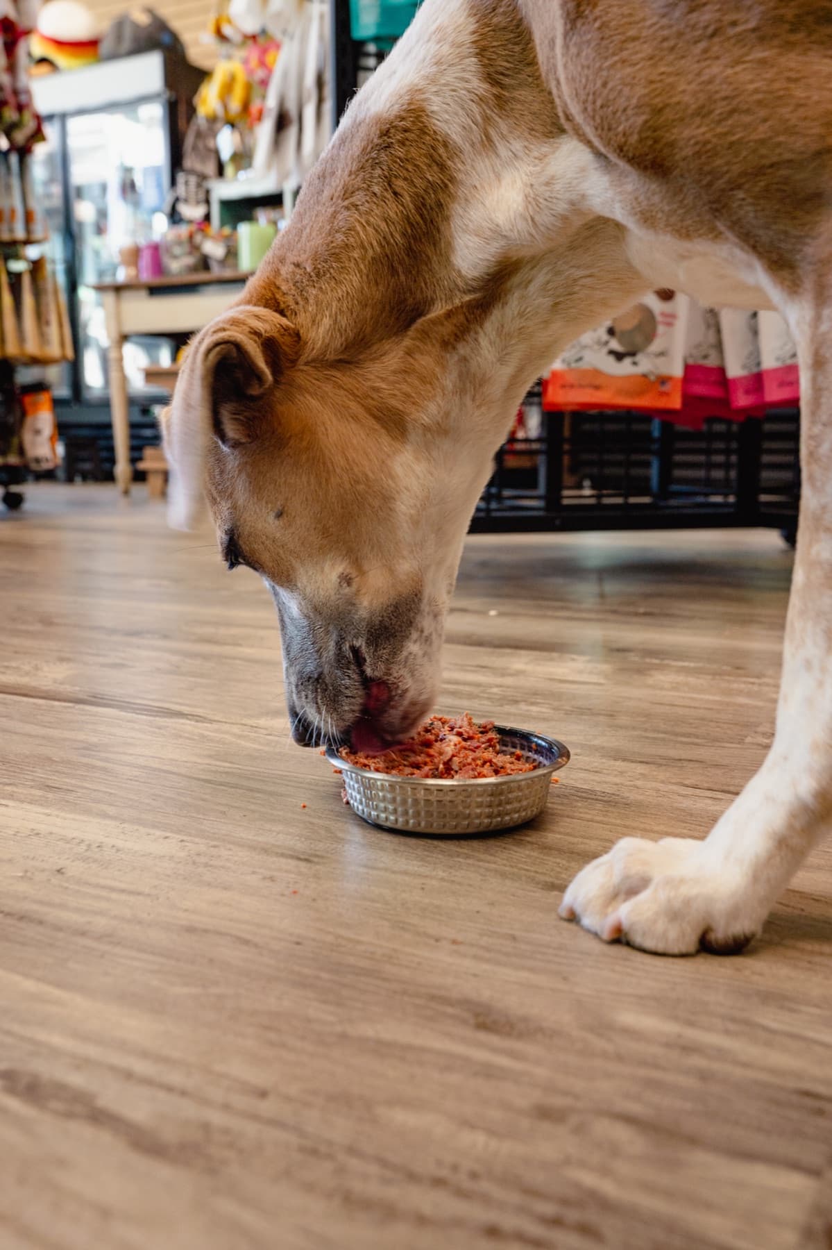 Dog eating Natural Pet Pantry raw dog food from a bowl in the store