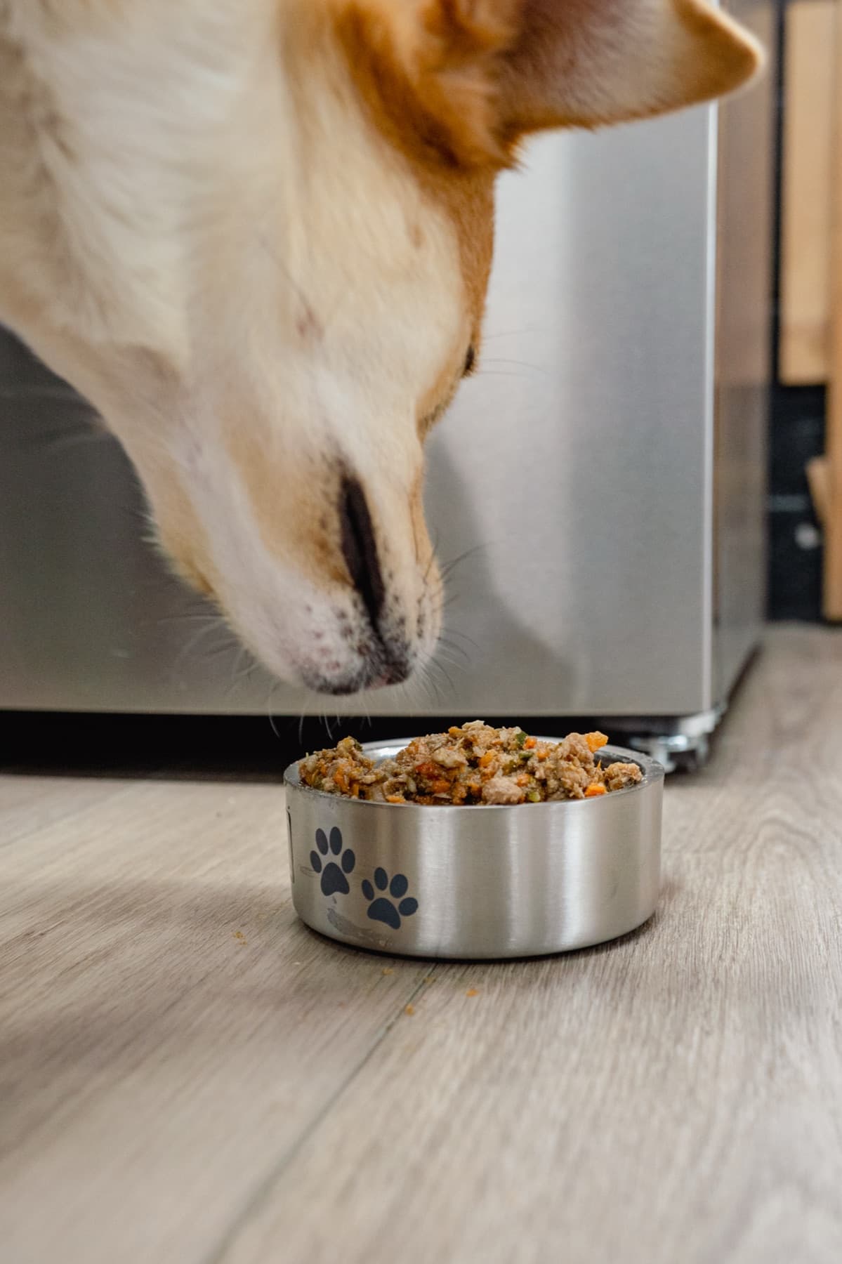 Dog enjoying a bowl of Natural Pet Pantry gently cooked stew