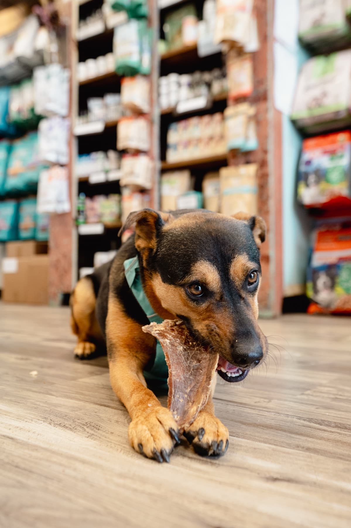 Dog chewing a raw scapula bone from Natural Pet Pantry