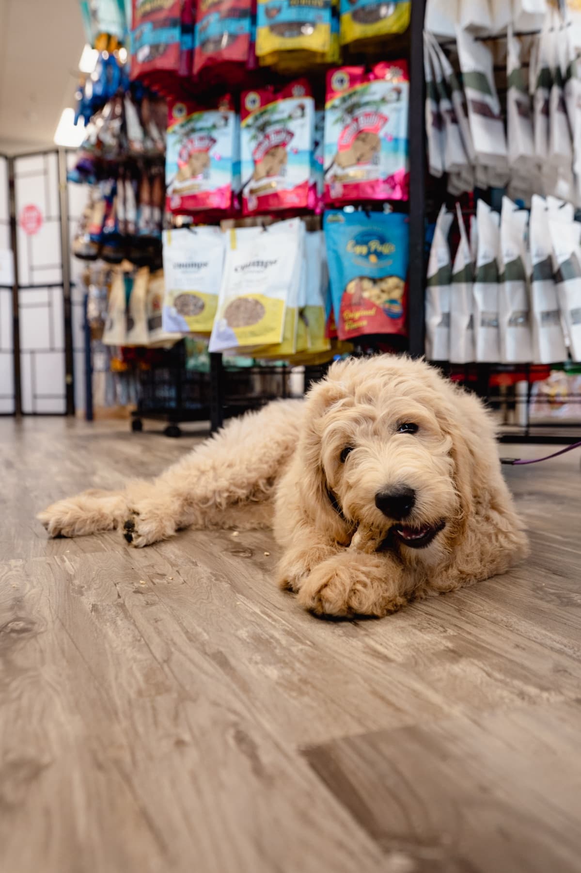 Goldendoodle chewing a Natural Pet Pantry raw meaty neck