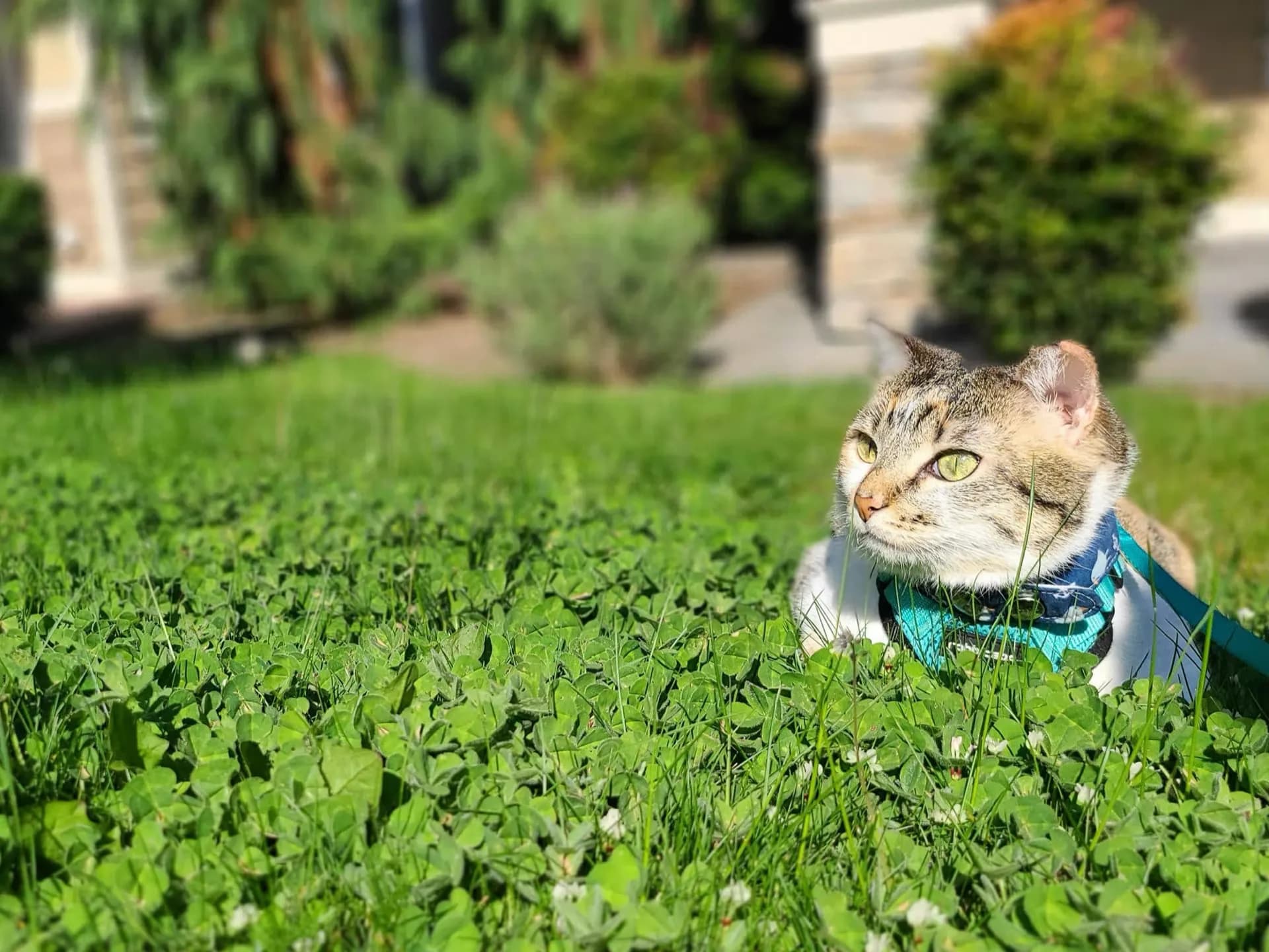 Healthy cat enjoying life