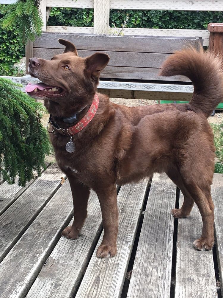 Healthy rescue dog after switching to Natural Pet Pantry food