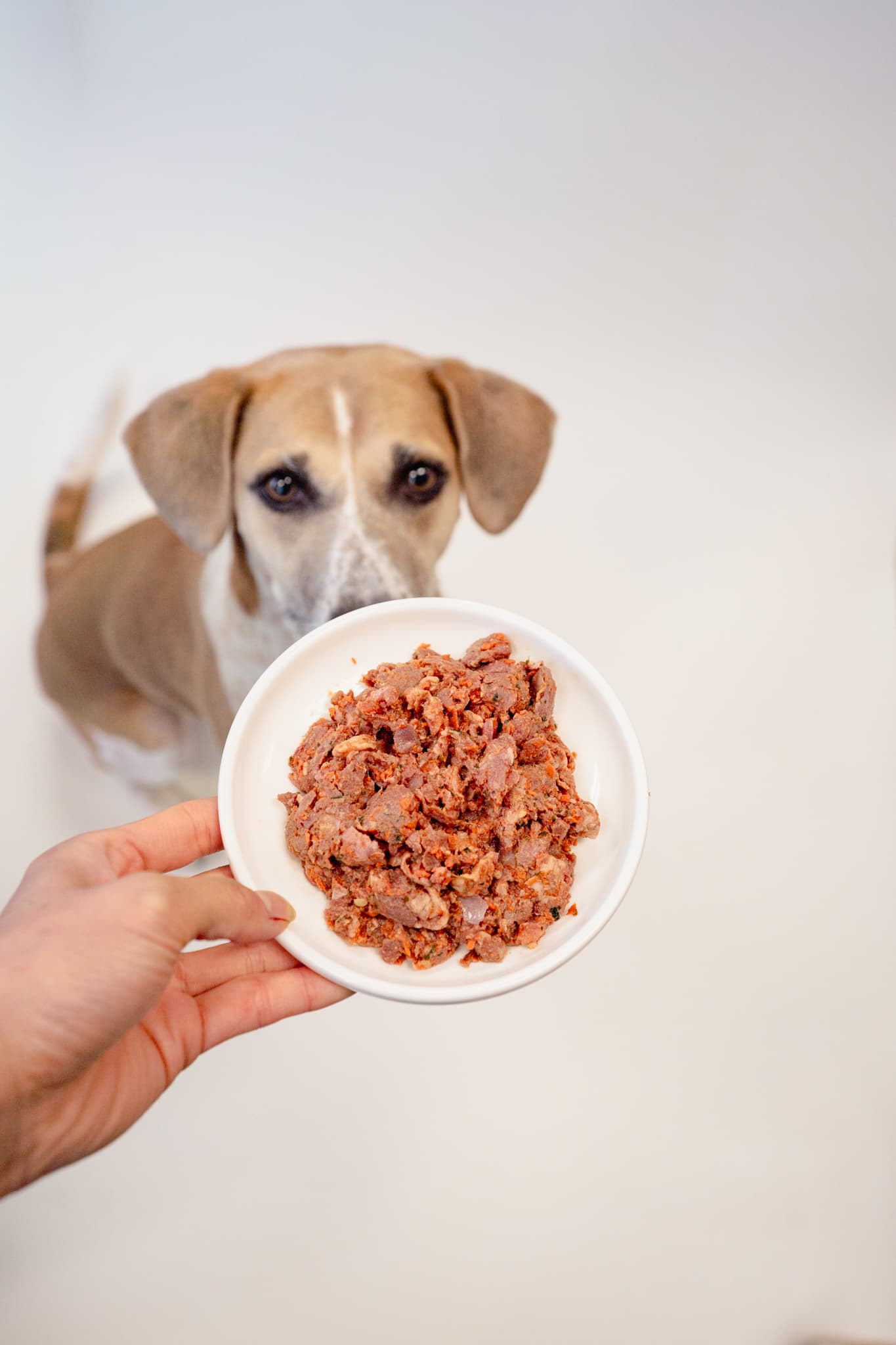 A dog waiting eagerly for a bowl of Natural Pet Pantry raw pork food
