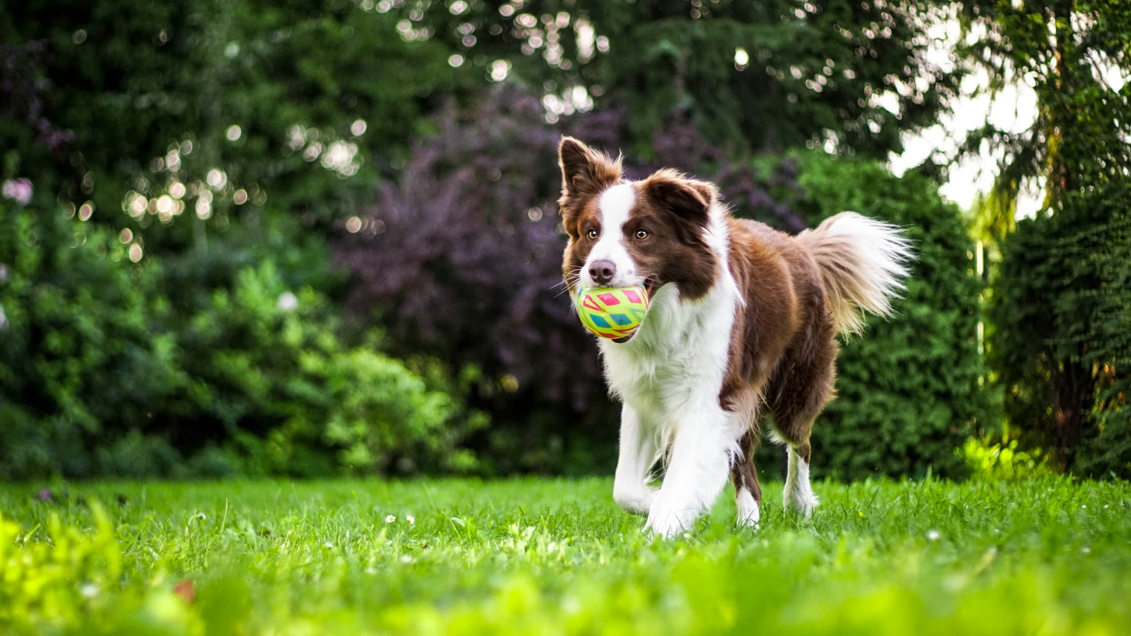 Happy border collie with a ball in a green field