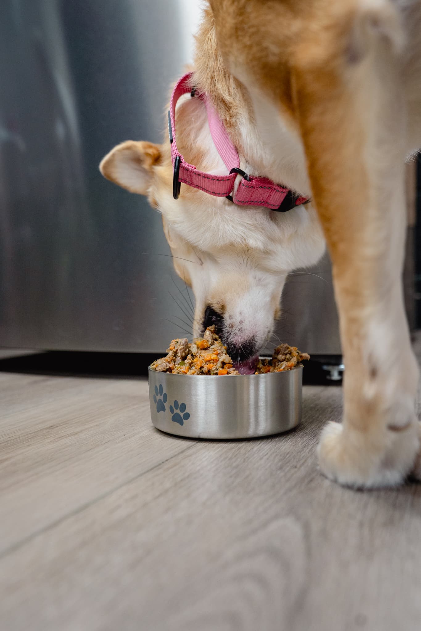 Dog eating gently cooked stew from a bowl