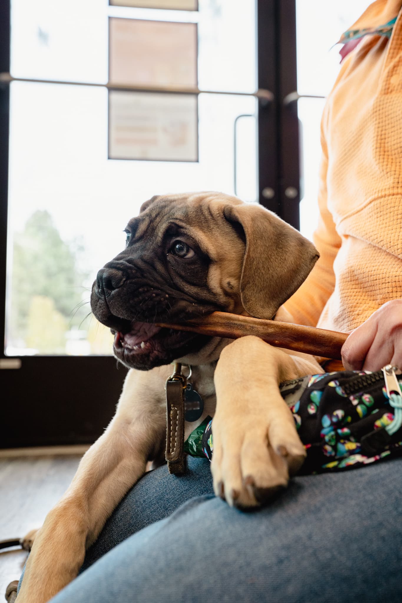 Chance the puppy enjoying a chew at our Kirkland store