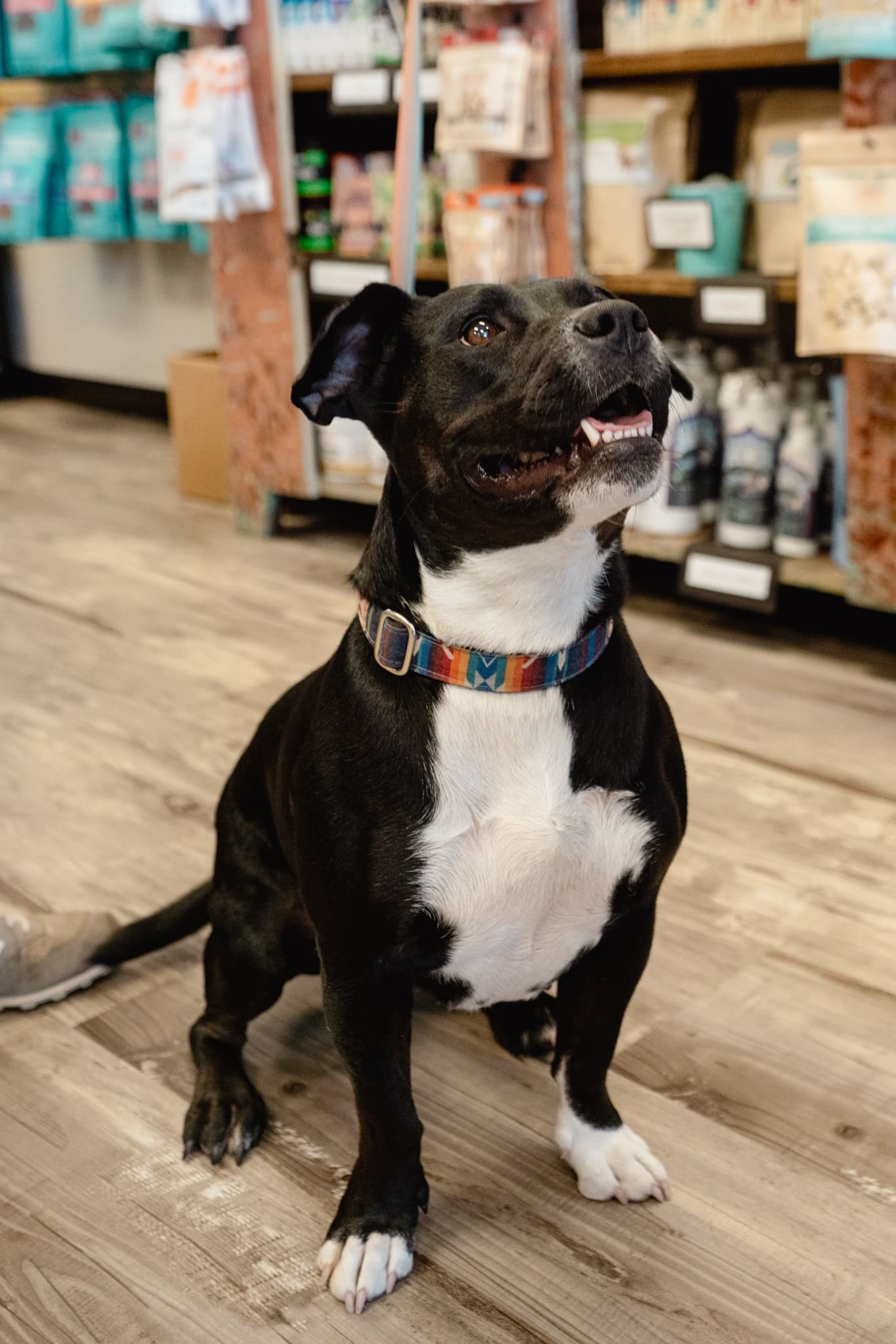 Jellybean visiting our Kirkland store