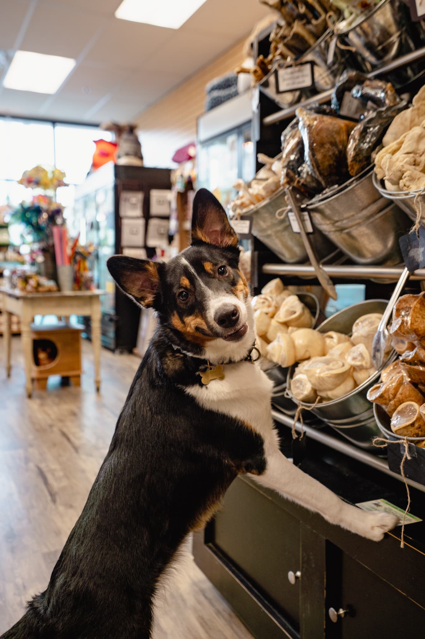 Lexi checking out the raw bar at Natural Pet Pantry