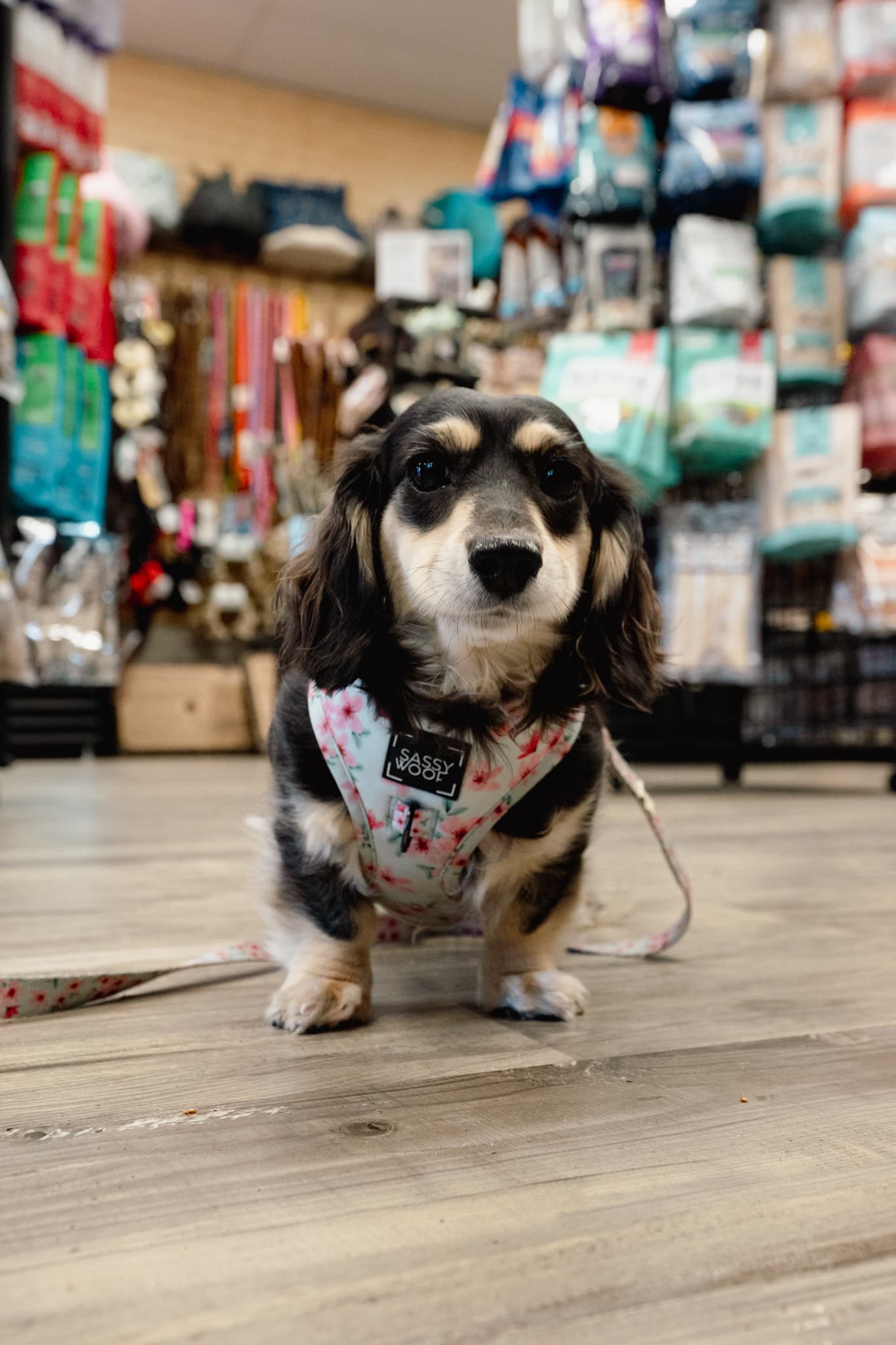 Penny at Natural Pet Pantry Kirkland