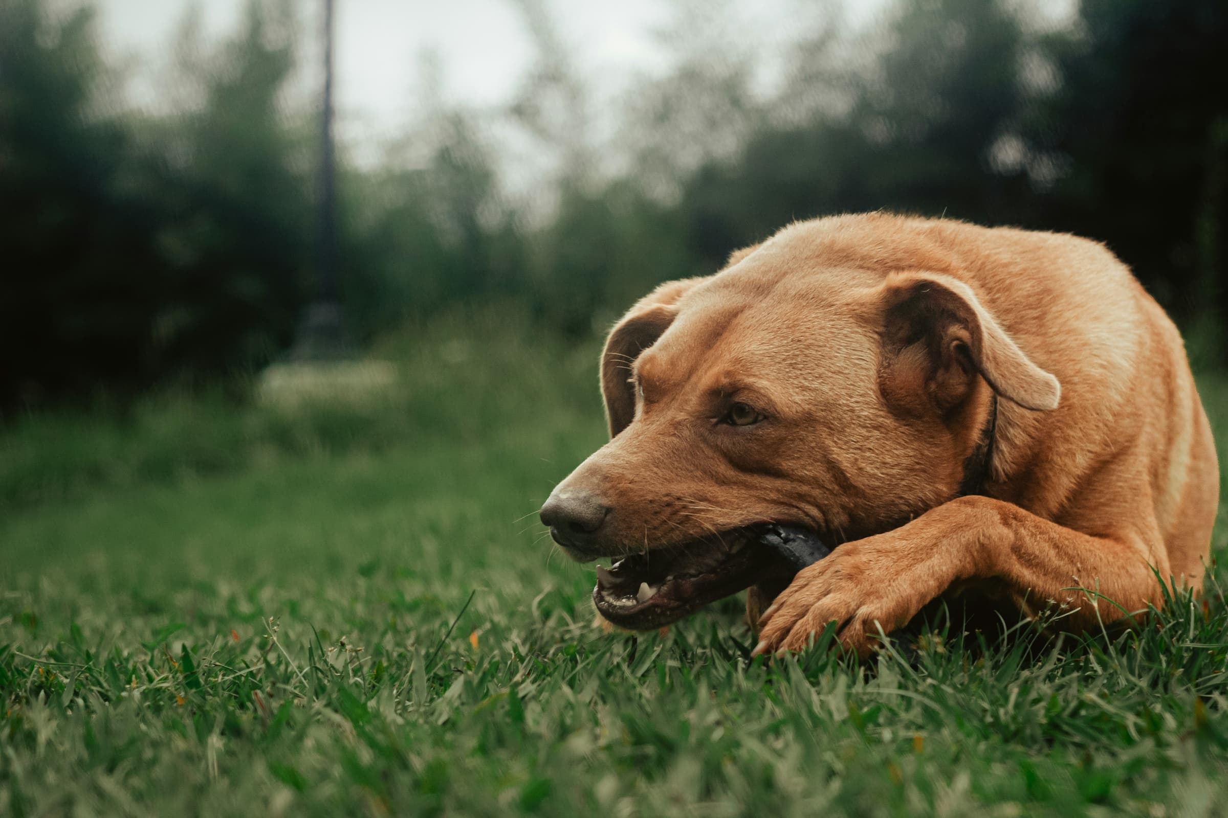 Dog chewing on a raw meaty bone in the grass