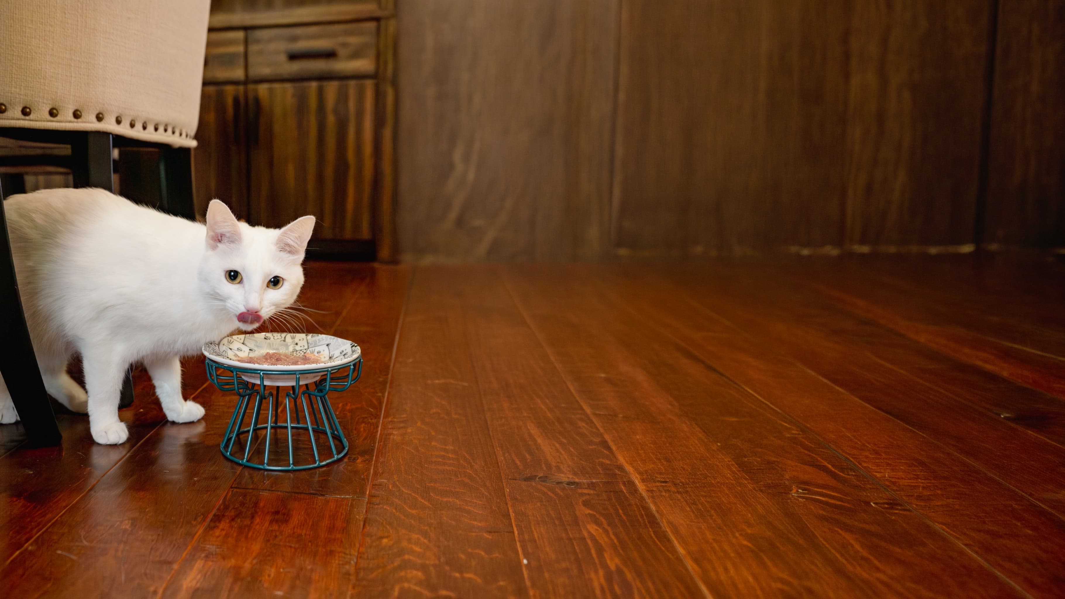 White cat eating raw food from Natural Pet Pantry