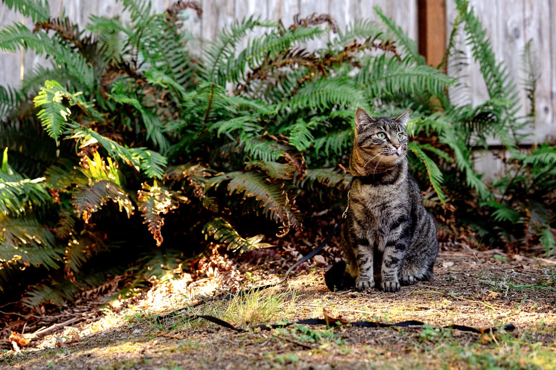 Tabby cat sitting among sword ferns