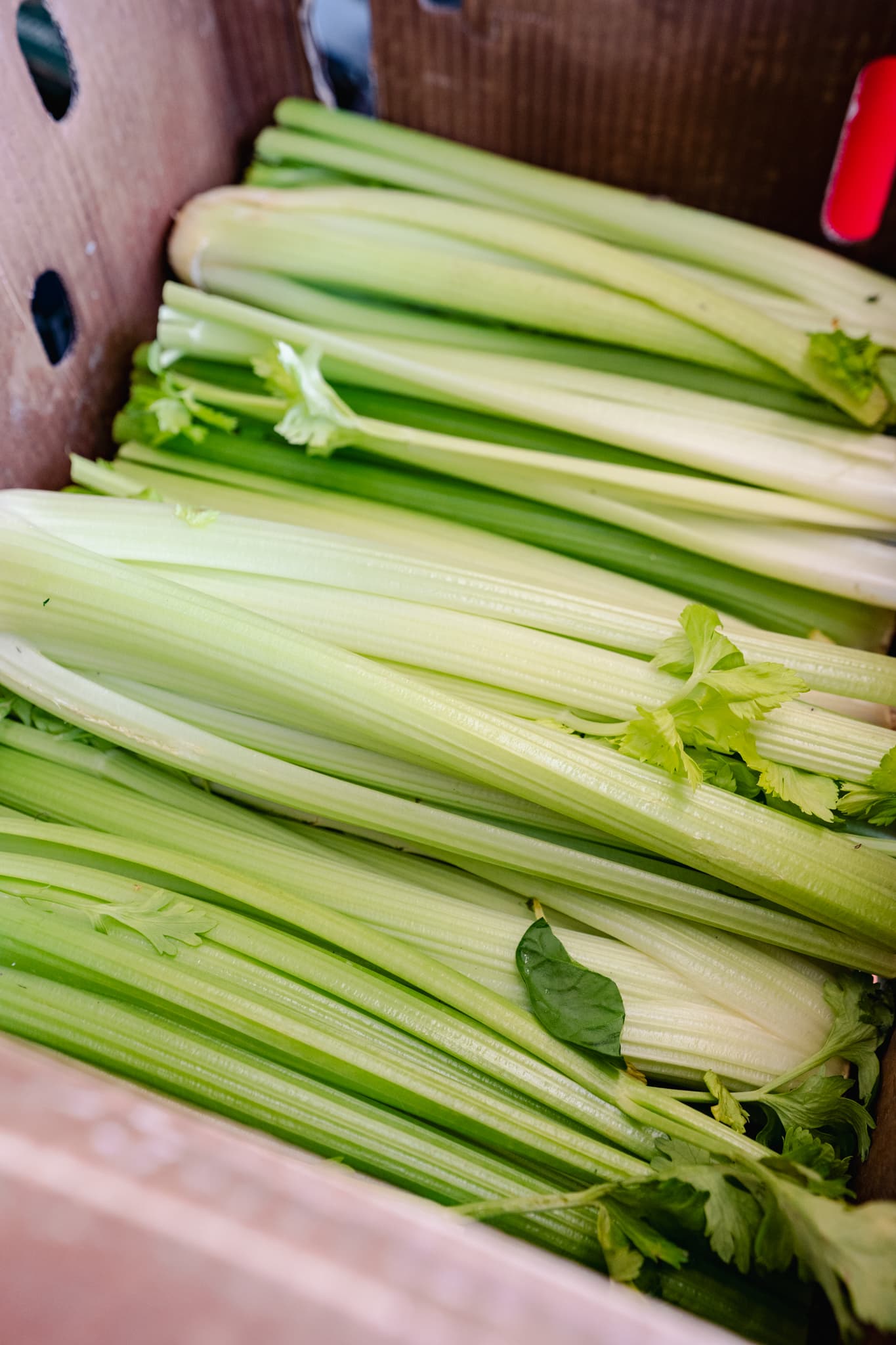 Fresh organic celery used in our raw dog food recipes