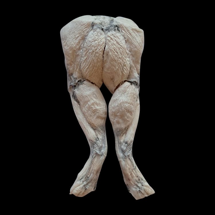 The Bones & Co - Freeze Dried Frog Leg