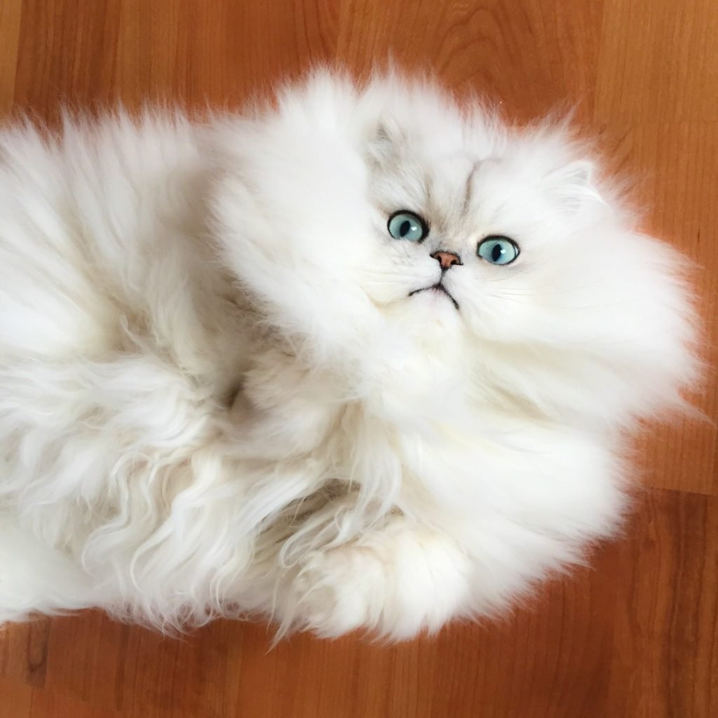 Persian cat - Nexus 5X