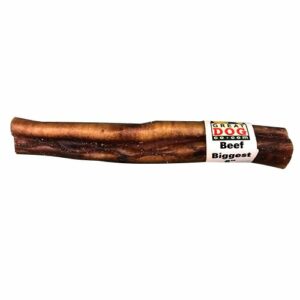 great dog co biggest beef bully stick pizzle