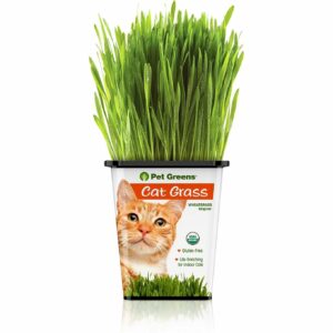 pet greens live wheat grass