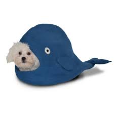 ddkc blue whale.jpg