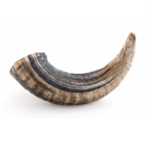 icelandic lamb horn chew