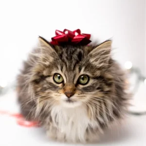 holiday bundles for cats