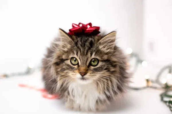 holiday bundles for cats