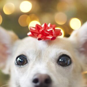 holiday bundles for dogs