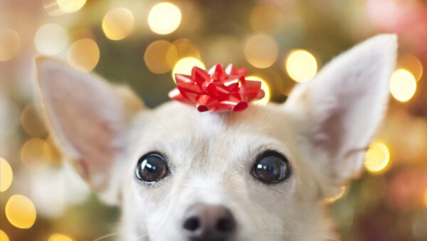 holiday bundles for dogs